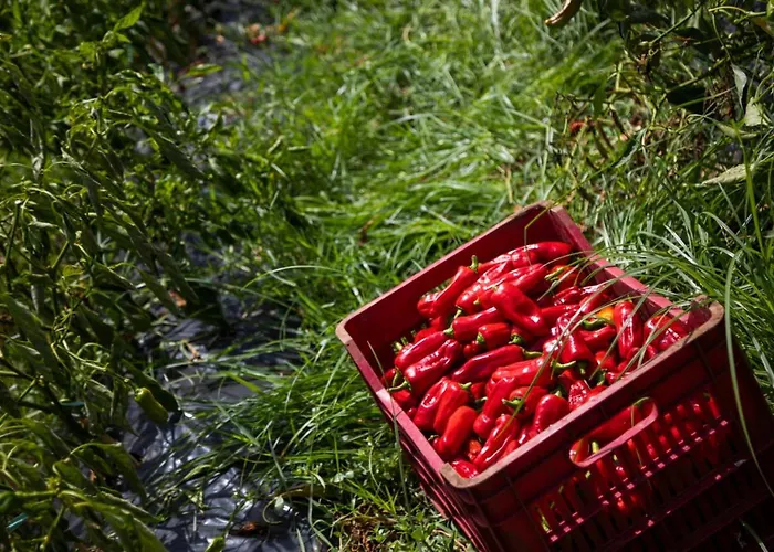 Lägenhetshotell La Meridiana Capo Vaticano