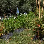La Meridiana Capo Vaticano