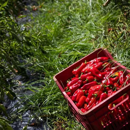 아파트호텔 La Meridiana 카포바티카노